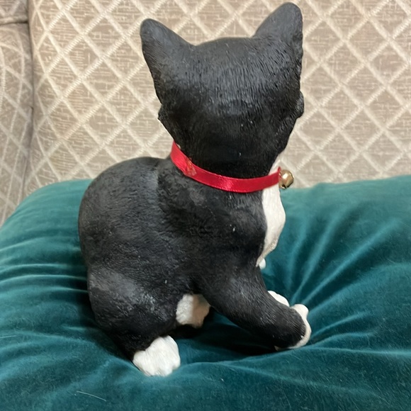 Beautiful black and white kitten sitting - Picture 6 of 11